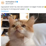 Kucing Norwegian Forest Disebut Ras Paling Beda karena Menyukai Hujan, Benarkah?