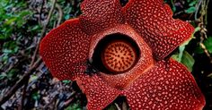 Bukan Cuma Rafflesia Arnoldii, Ini Jenis-jenis Rafflesia di Indonesia