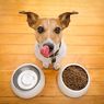 Perhatikan, Ini 3 Tanda Anjing Alergi Terhadap Makanan