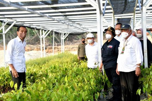 Jokowi: Pembangunan IKN Diawali dengan Rehabilitasi Lahan