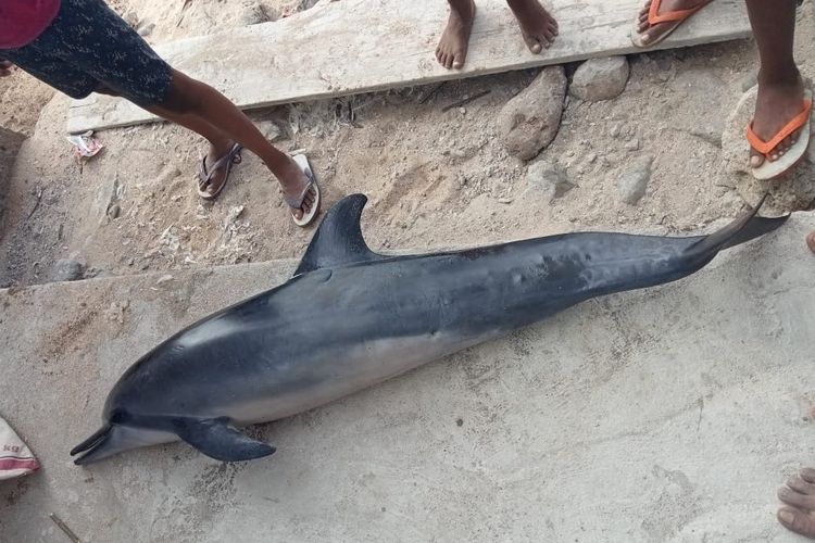 Lumba-luma ditemukan mati di belakang rumah warga di Flores Timur, NTT, Selasa (14/9/2021).