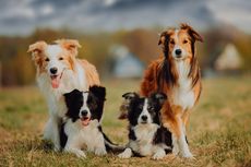 Bisakah Anjing Border Collie Memiliki Mata Biru? 