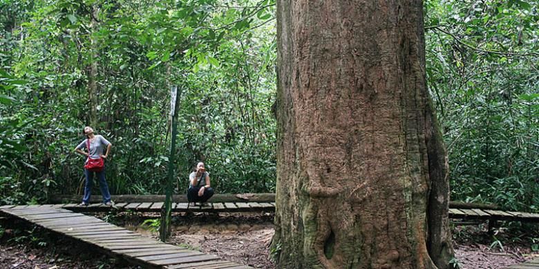 Pohon ulin setinggi 20 meter dan berdiameter 2,47 meter ini merupakan ulin terbesar di Indonesia, juga dunia. Pohon yang diperkirakan berumur 1.000 tahun ini menjadi ikon Wisata Alam Sangkima, bagian terluar dari Taman Nasional Kutai, hutan hujan tropis dataran rendah di Kabupaten Kutai Timur, Kalimantan Timur.


