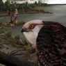 Fosil Elang Purba Berusia Sekitar 25 Juta Tahun Ditemukan di Australia