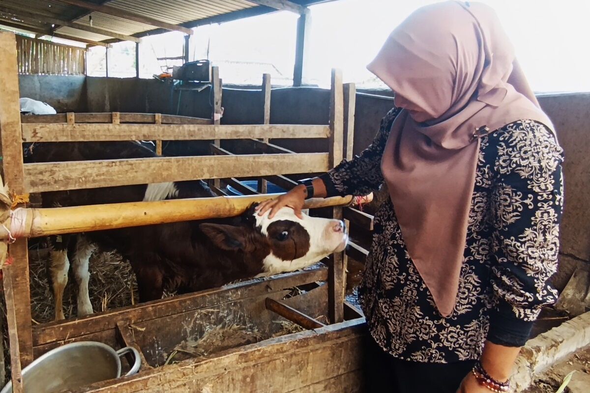 Nur Haryani melihat sapi perah hasil program Transfer Embryo (TE) milik peternak Karno yang lahir dengan bobot 50 kilogram. Dinas Peternakan dan Perikanan Kabupaten Magetan mulai mengembangkan pengembangan ternak sapi melalui TE untuk menginkatkan kualitas dna kuantitas ternak sapi di Magetna yang merosot tajam pasca PMK.