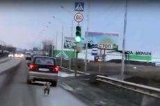 Beredar Video Anjing di Rusia Kejar Mobil Pemiliknya