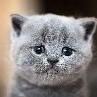 Ilustrasi kucing sedih.