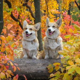 Ilustrasi anjing Corgi.