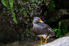 Perangi Flu Burung, Perancis Akan Vaksinasi 60 Juta Bebek