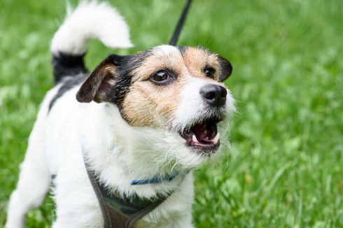 Ternyata Inilah 5 Alasan Anjing Terus Menggonggong