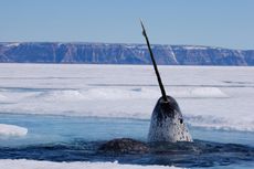 Narwhal, Makhluk Misterius di Laut yang Punya Tanduk Seperti Unicorn