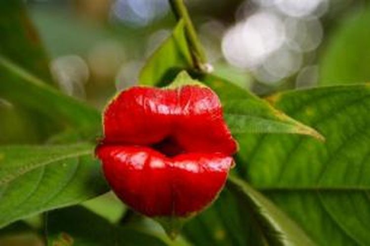 Bunga spesies Psychotria elata