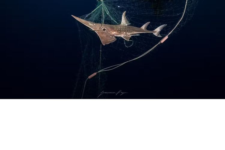 Seekor ikan baji yang terancam punah terjerat jaring.