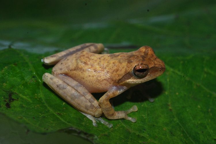 Katak-pucat pantaiselatan dengan nama ilmiah Chirixalus pantaiselatan sp. nov. yang ditemukan di hutan dataran rendah wilayah Kabupaten Garut, Jawa Barat, dikhawatirkan berstatus konservasi terancam kritis.