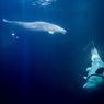 [KLARIFIKASI] Video Paus Beluga Terdampar di Pantai Rusia Bukan Setelah Tsunami