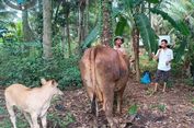Jelang Idul Adha, Aceh Utara Siapkan 4.108 Sapi dan Kerbau untuk Tradisi Meugang