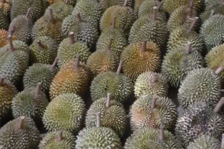 Caption photo: Buah durian milik petani Donatus Lon di Kampung Wetik, Desa Goloriwu, Kecamatan Kuwus Barat, Kabupaten Manggarai Barat, NTT, Jumat, (24/2/2023). (KOMPAS.com/DOK/KADES GOLORIWU/EDO MENSE)