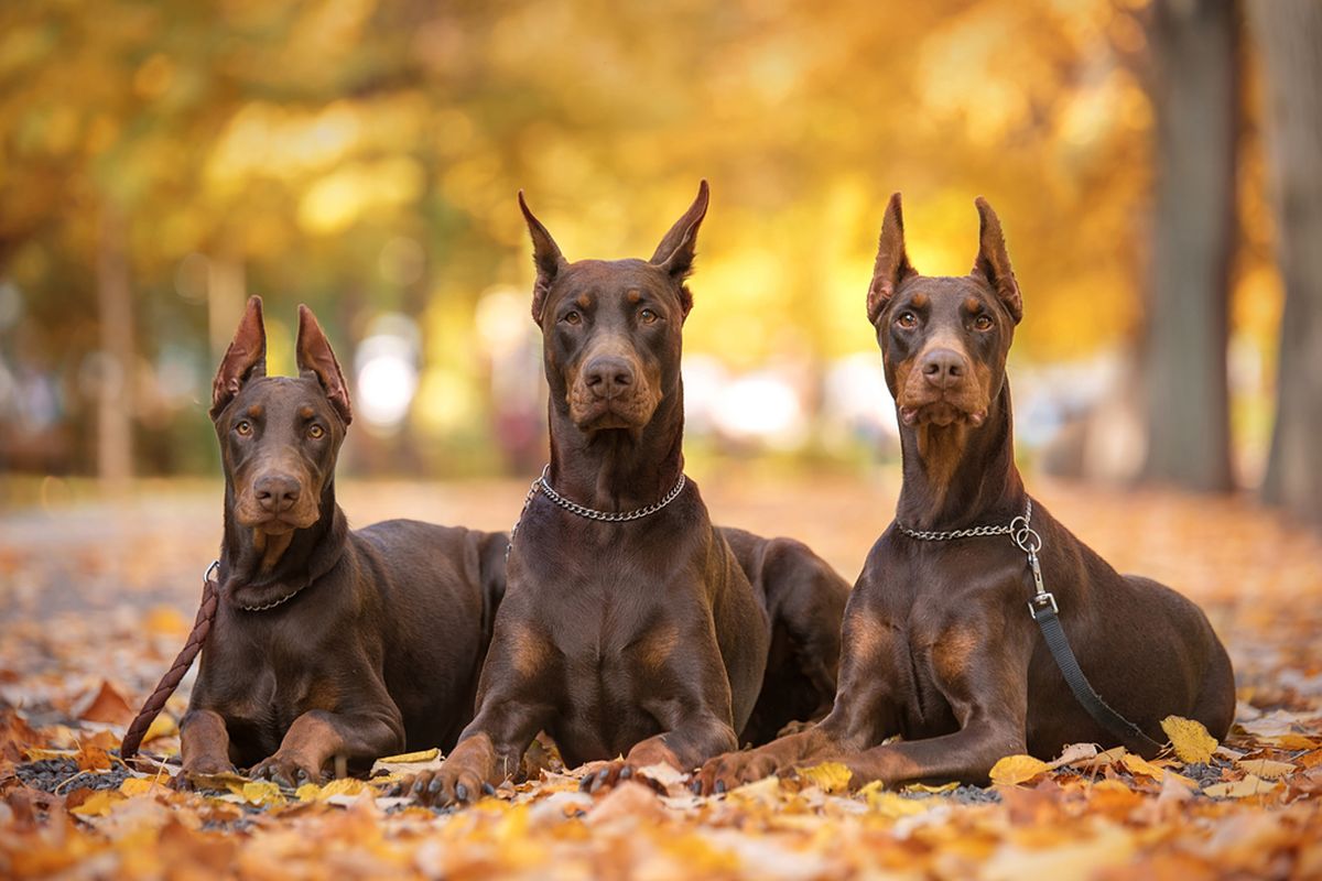 Ilustrasi anjing Doberman.