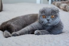 Scottish Fold, Si Kucing dengan Telinga Terlipat yang Lucu