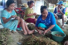 Cerita Petani Kacang Unting di Banyuwangi Bawa Jualan hingga ke Bali