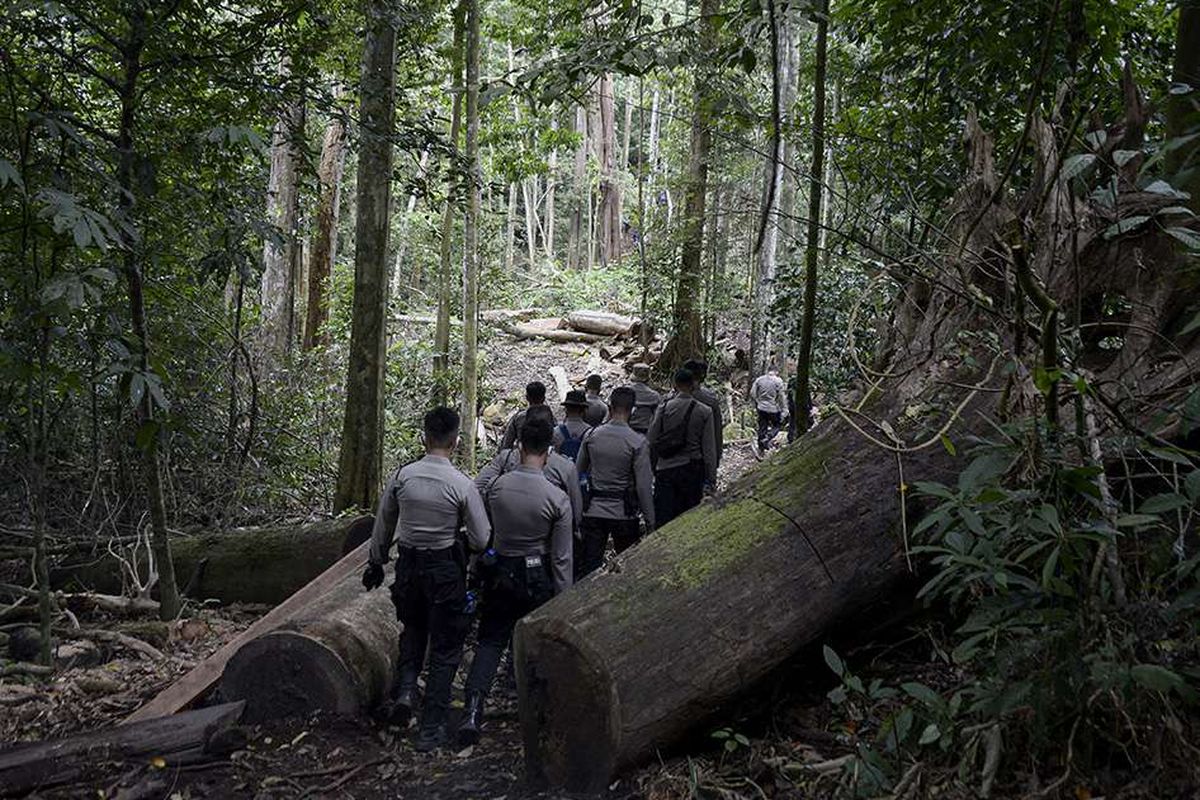 Foto dirilis Selasa (20/10/2020), memperlihatkan personel Polri berjalan kaki melintasi salah satu lokasi pembalakan liar saat menuju ladang ganja di pegunungan Seulawah, Kabupaten Aceh Besar, Aceh. Sejak beberapa tahun terakhir, operasi anti-narkoba pemusnahan ganja gencar dilakukan pihak berwenang di berbagai daerah pesolok dan pedalaman Aceh.