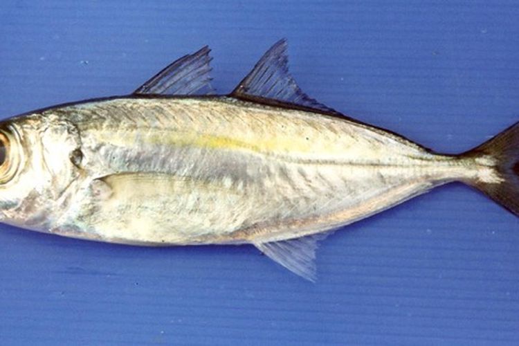 Ikan Selar Bentong