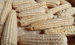 Cerita dari Ladang Jagung, Ketahanan Pangan dari Timor Tengah Selatan