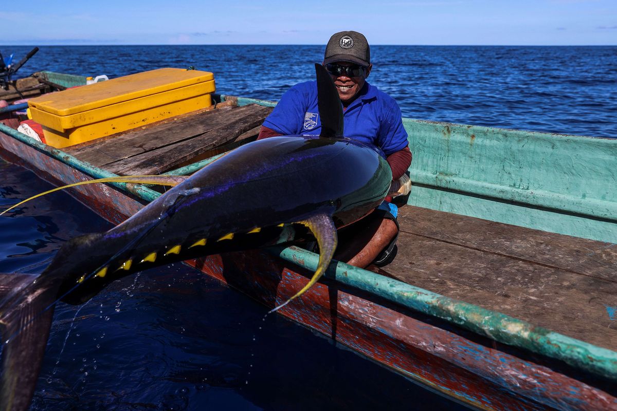 Umar Papalia, 42 tahun menarik ikan tuna sirip kuning (yellowfin tuna) dengan alat tangkap handline di Perairan Laut Seram, Maluku, Sabtu (30/11/2021). Sebanyak 123 nelayan kecil penangkap ikan tuna sirip kuning (yellowfin tuna) di Pulau Buru, Maluku, berhasil meraih sertifikat ecolabelling Marine Stewardship Council (MSC) pada tahun 2020. Sertifikasi MSC ini merupakan yang pertama di dunia untuk nelayan dengan alat tangkap pancing ulur ikan tuna sirip kuning.