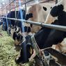 Cerita Peternak Pasuruan: Datangkan Sapi Perah dari Australia hingga Bikin 