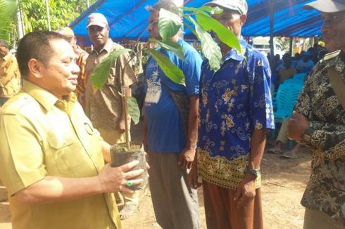 180 Petani di Kabupaten Sarmi Dilatih Menanam Kakao 