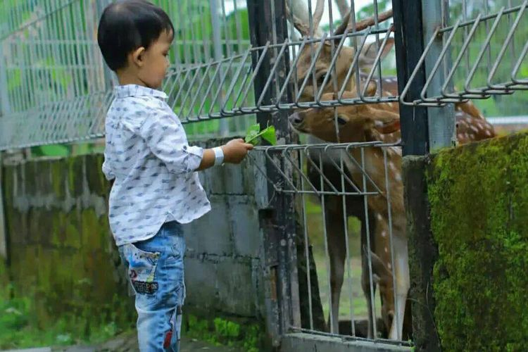 Salah satu aktivitas di Mini Zoo Jogja Exotarium yaitu memberi makan rusa. 