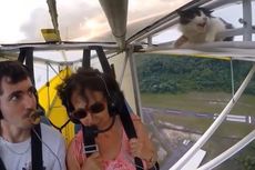 Kucing Ini Berhasil Naik di Pesawat Tanpa Disadari Pilot