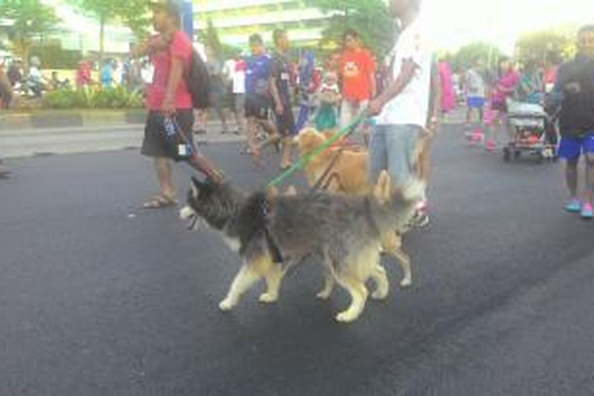 Puluhan orang dari organisasi Animal Defenders yang melakukan aksi 