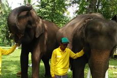 Setelah 15 Tahun Tak Terdeteksi, Populasi Gajah Kembali Disurvei