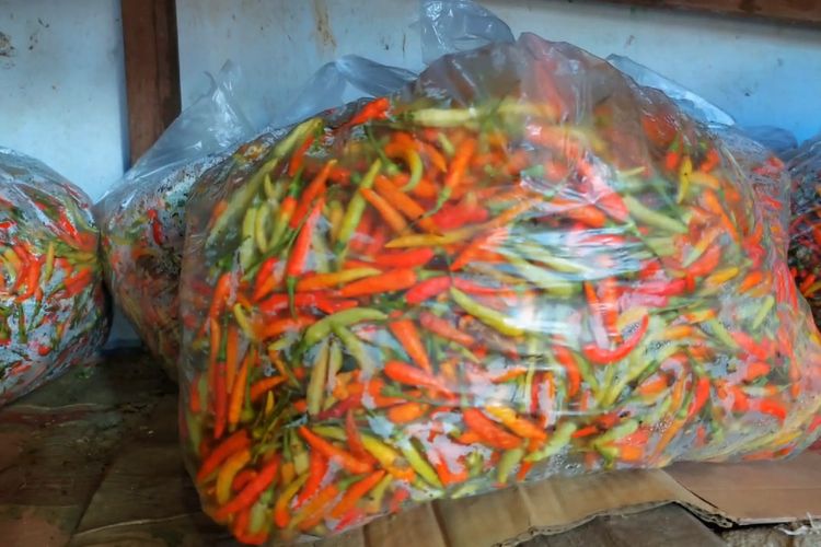 Harga cabai di pasar-pasar yang ada di Lamongan, Jawa Timur, terus mengalami kenaikan imbas berkurangnya area panen akibat kekeringan yang terjadi, Selasa (31/10/2023).