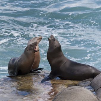 27+ Foto anjing laut dan singa laut terbaru