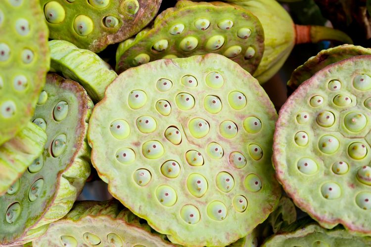 Bagian kepala biji teratai, ilustrasi Trypophobia atau takut pada lubang