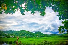 Mengintip Indahnya Sawah Jaring Laba-laba di Manggarai Barat