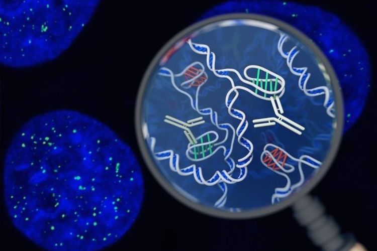 Ilustrasi seorang seniman tentang struktur DNA i-motif di dalam sel bersama dengan alat berbasis antibodi yang digunakan untuk mendeteksinya.
