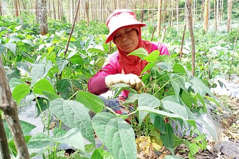 Cerita Petani di Bandung Sukses Tanam Buncis Kenya hingga Tembus Pasar Singapura