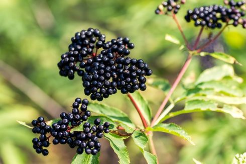 Kenalan dengan Elderberry, Buah Mungil Penjaga Daya Tahan Tubuh