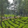 Tea Bridge Gunung Mas, Menjelajah Kebun Teh Lewat Jembatan Kayu