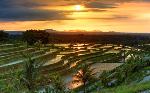 Unearth the Secret Behind Bali’s Famous Jatiluwih Rice Terraces