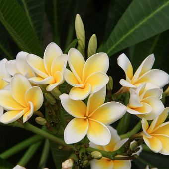 Ilustrasi bunga kamboja atau frangipani. 