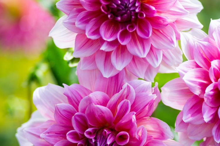 Ilustrasi bunga Dahlia. 