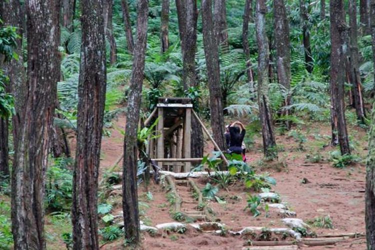 Purwakarta di Jawa Barat juga punya hutan pinus. Namanya Pasir Langlang, yang terletak di selatan Purwakarta.