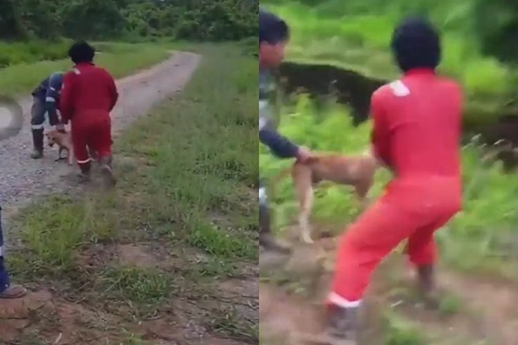 Tangkapan layar video pria lempar anjing ke buaya di Nunukan, Kalimantan Utara.