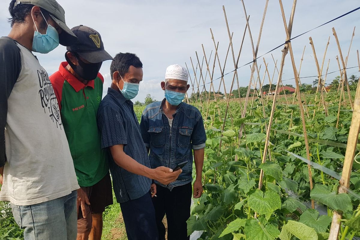 Para petani sedang mengakses informasi seputar pertanian lewat smartphone.