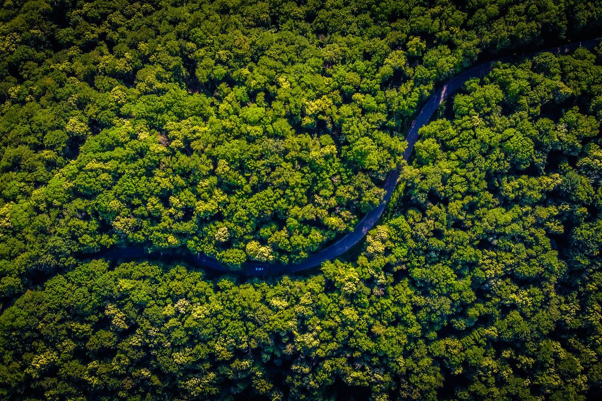 Ilustrasi contoh hutan hujan Amazon.