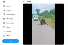 Viral, Video Orangutan Turun ke Jalan Raya di Kaltim Diduga karena Kelaparan, Ini Kata BKSDA